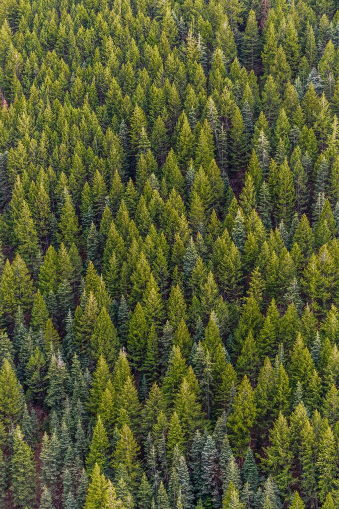 A high-angle view of a lush, vibrant pine forest, showcasing nature's beauty from above.